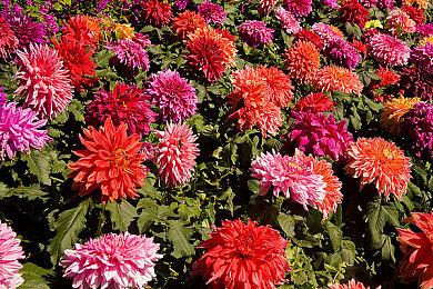 真假难辨！Rockstar员工竟泄露《荒野大镖客3》