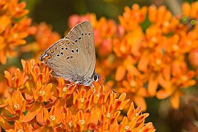 腾讯魔方游戏《异人之下》演示 12月9日入世测试